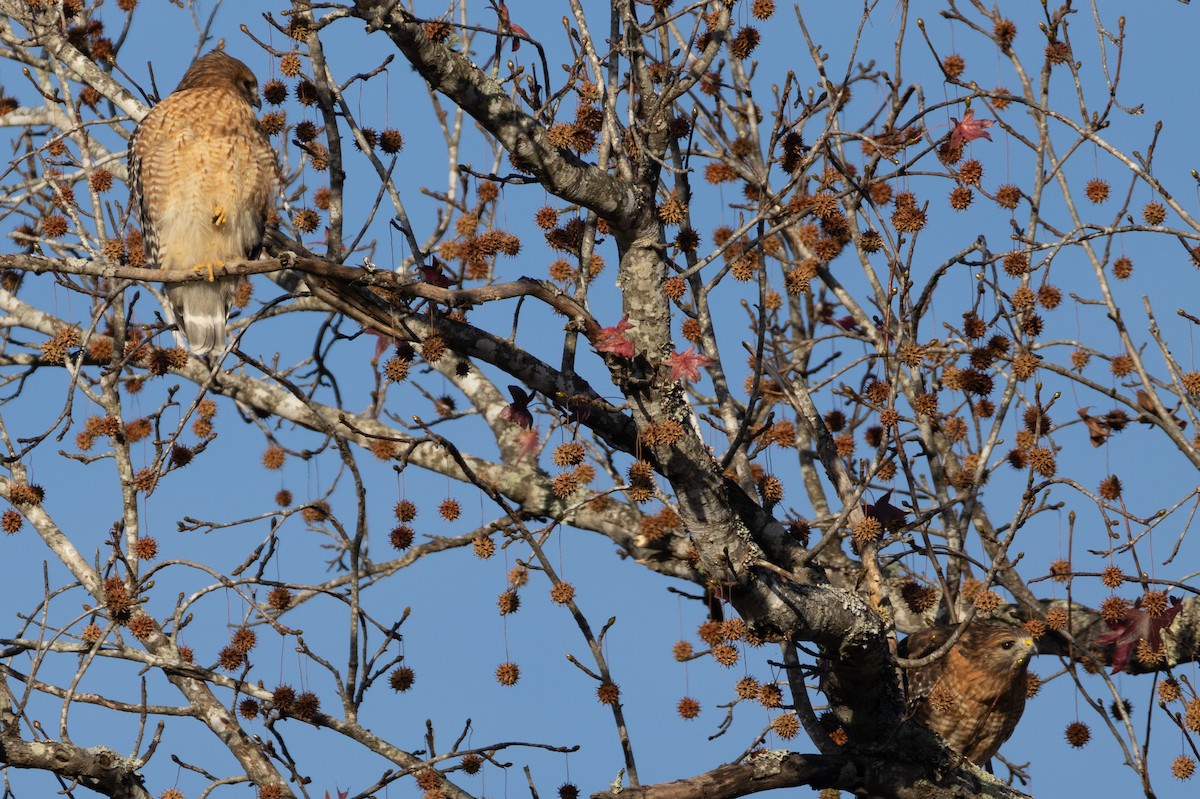 Red-shouldered Hawk - ML646063519