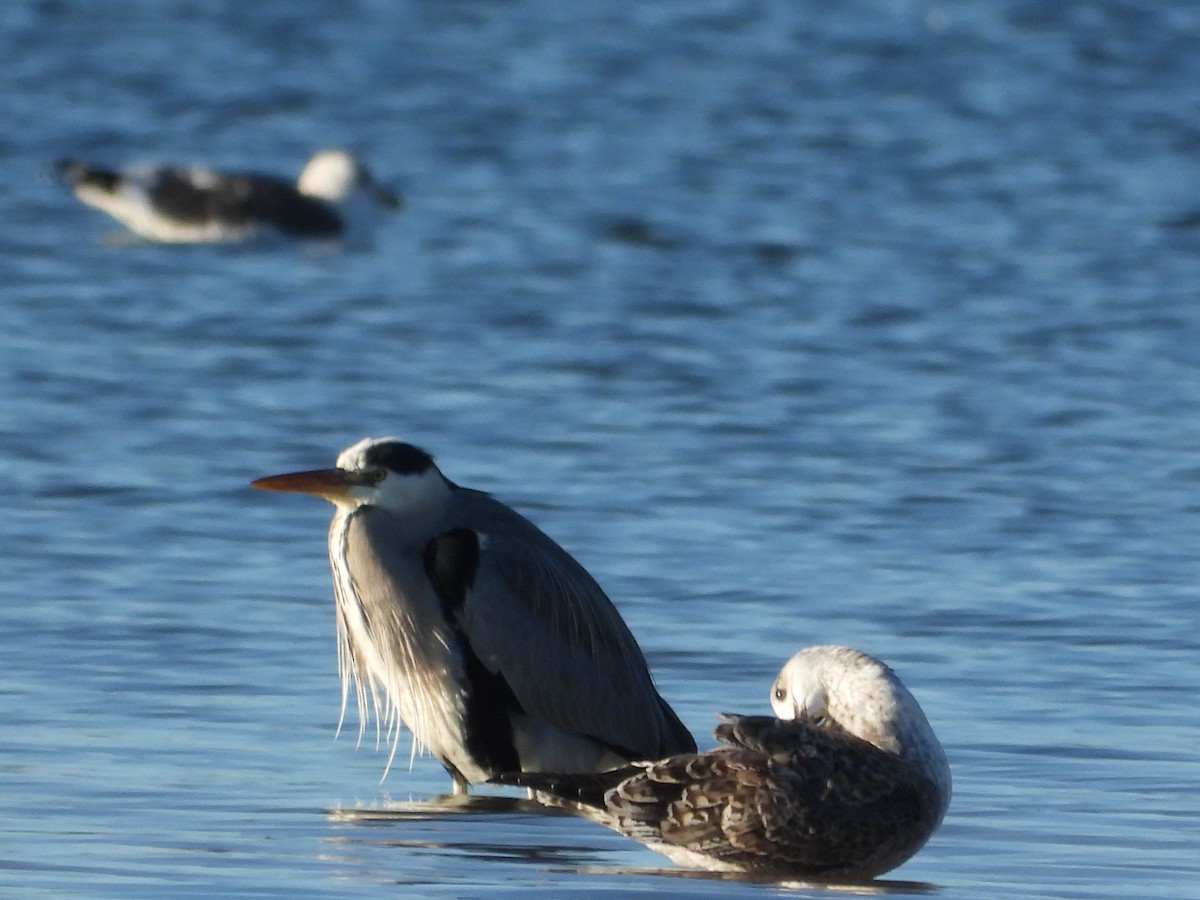 Gray Heron - ML646063524