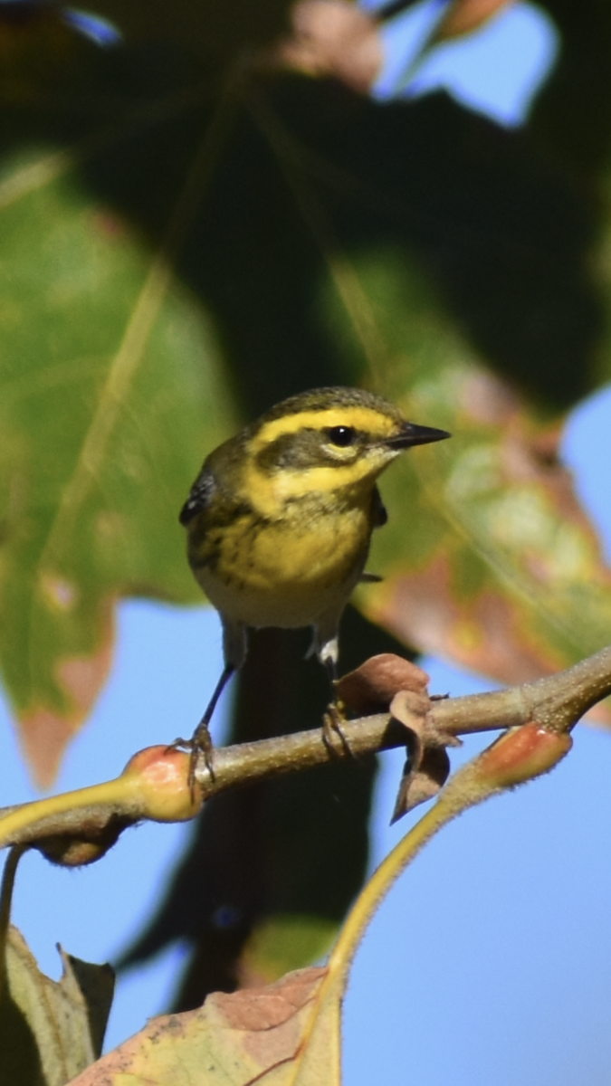 Townsend's Warbler - ML646063529