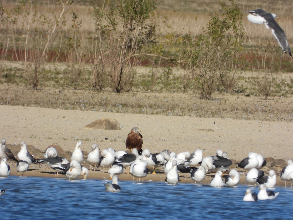 Red Kite - ML646063530