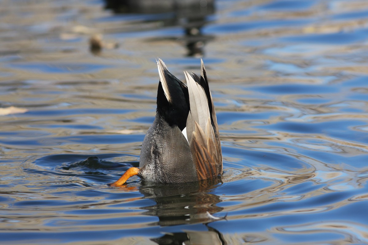 オカヨシガモ - ML646063531