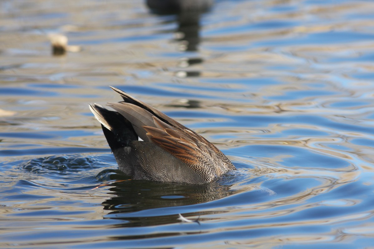 オカヨシガモ - ML646063532