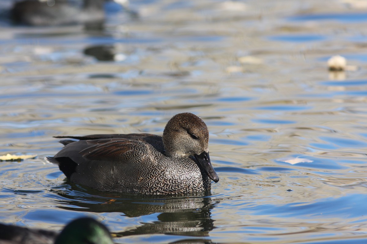 オカヨシガモ - ML646063533