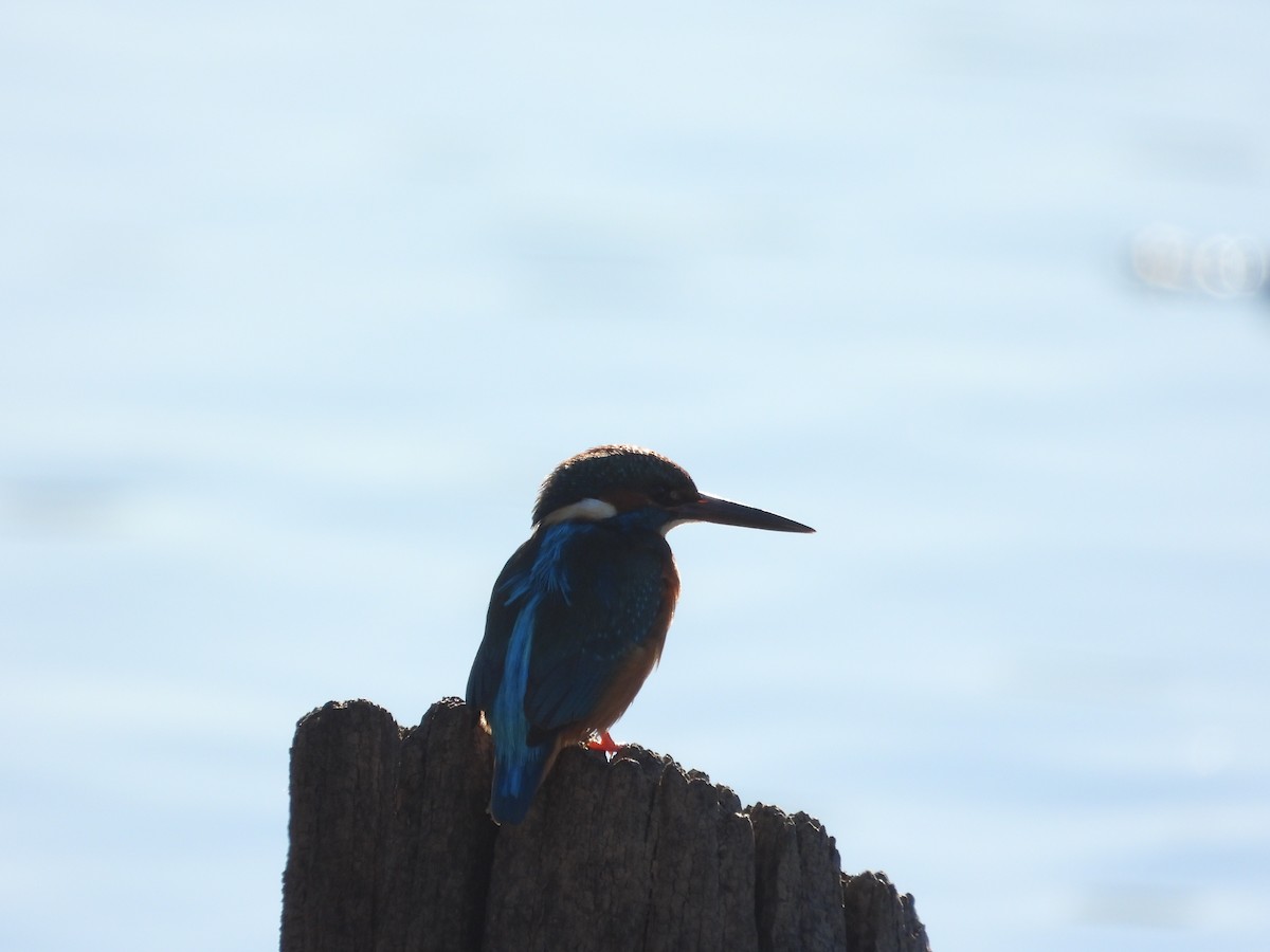 Common Kingfisher - ML646063536