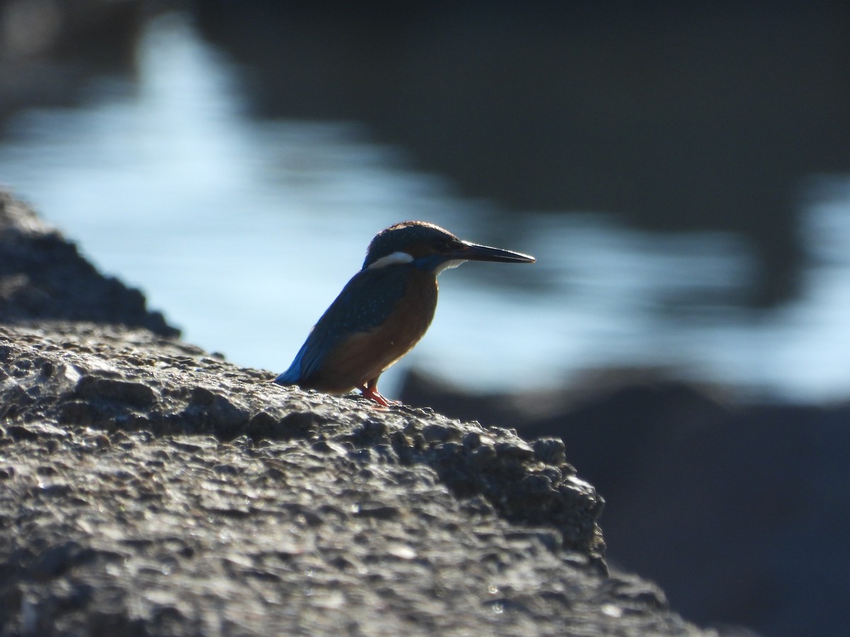 Common Kingfisher - ML646063537
