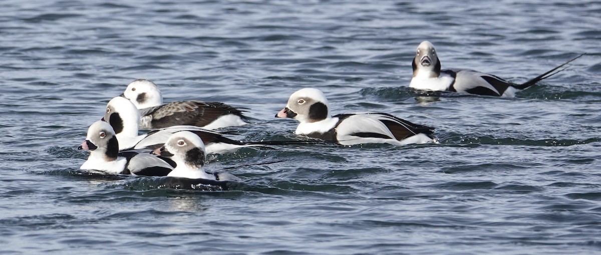 Long-tailed Duck - ML646063538
