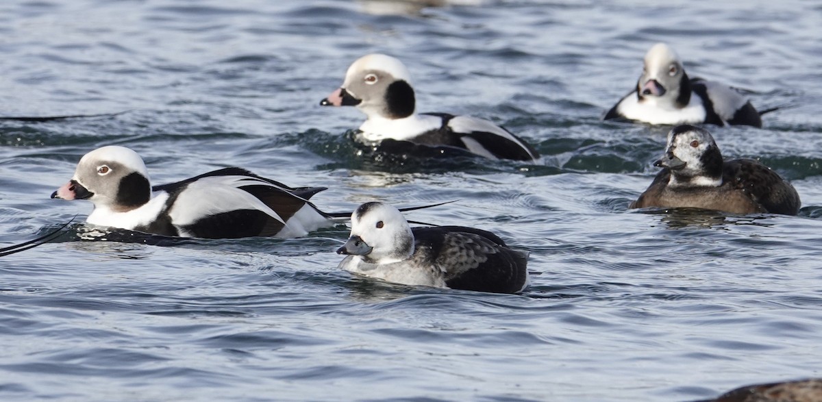 Long-tailed Duck - ML646063540