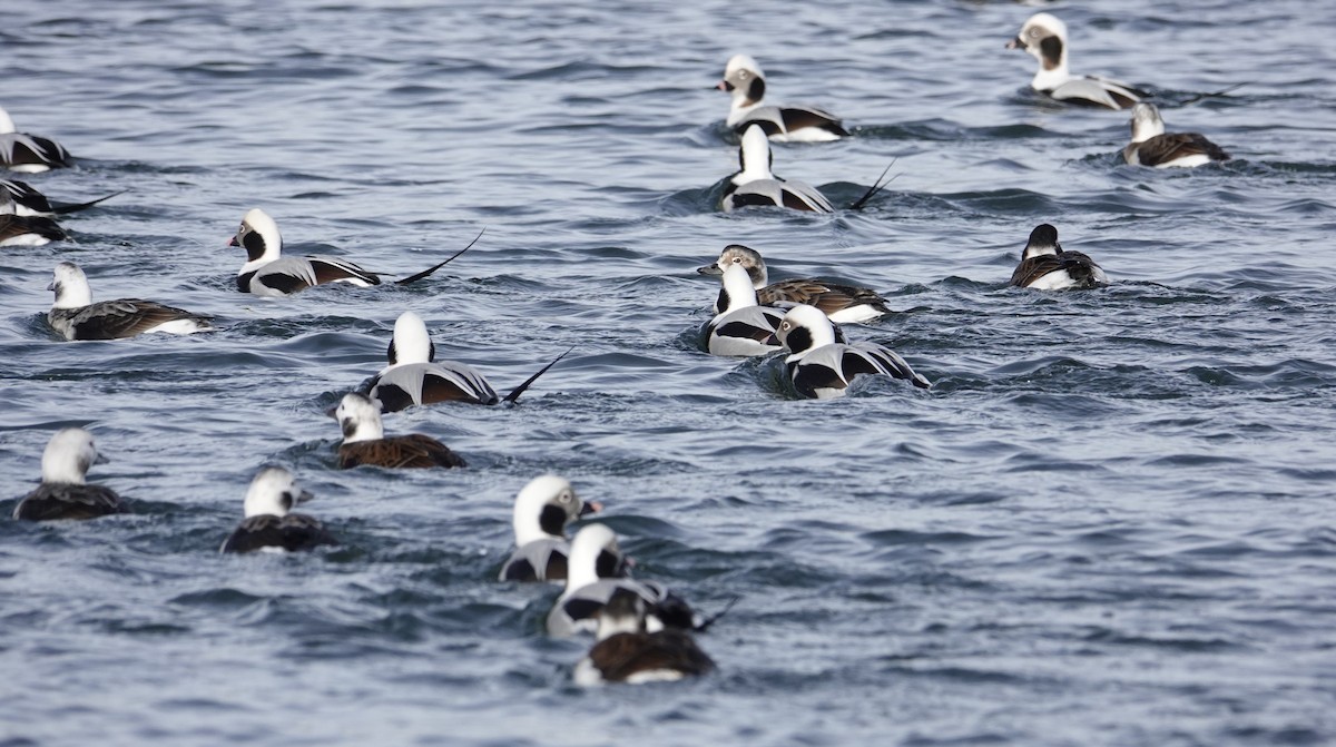 Long-tailed Duck - ML646063541