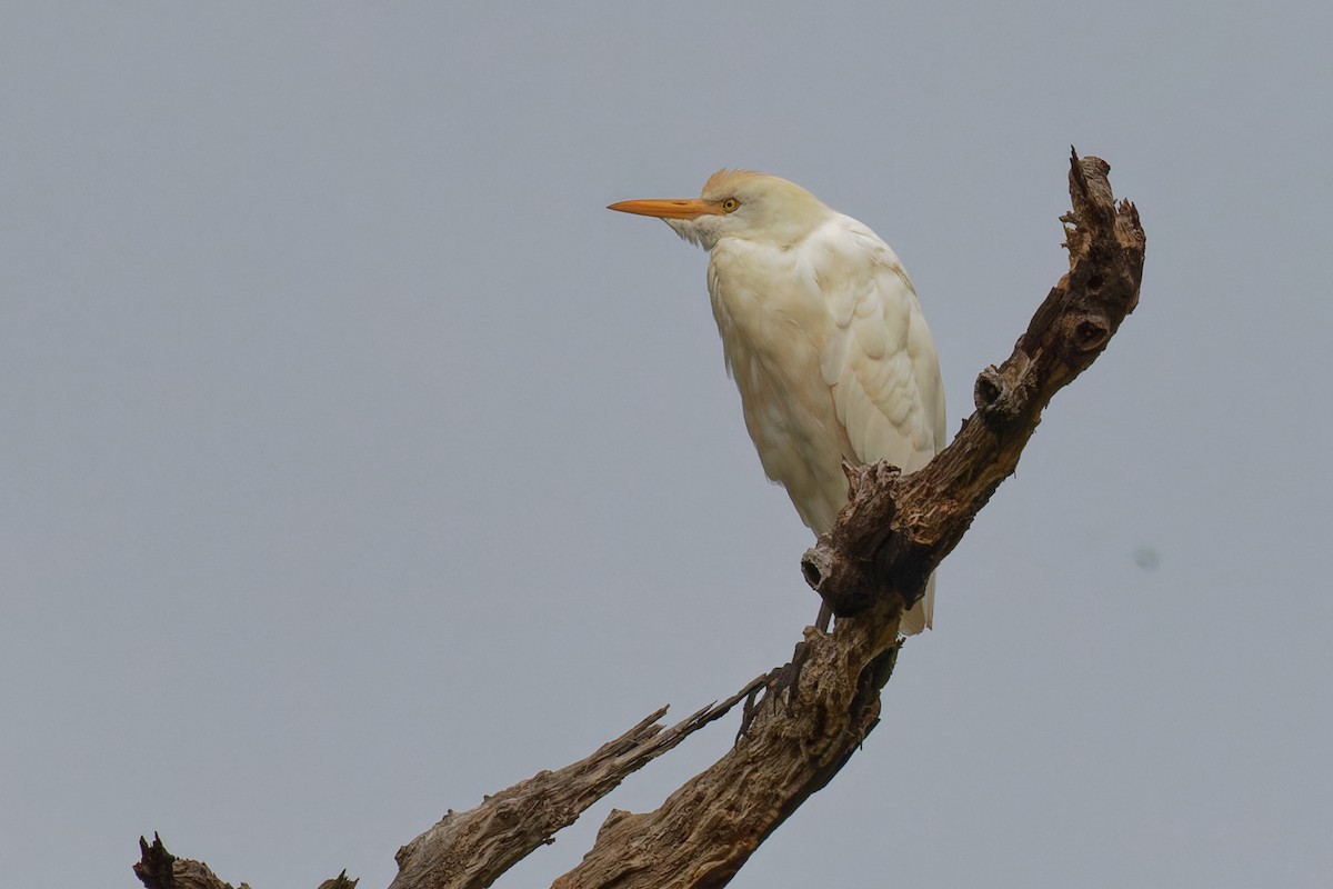 Western Cattle-Egret - ML646063544