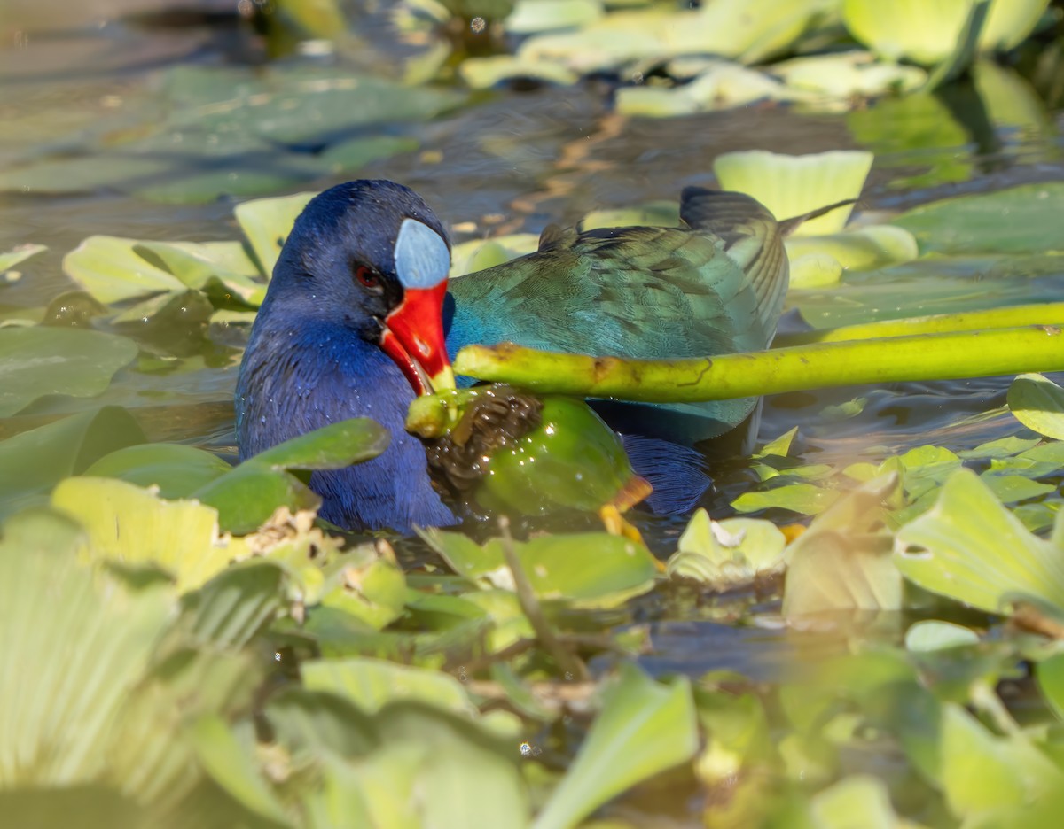 Purple Gallinule - ML646063545