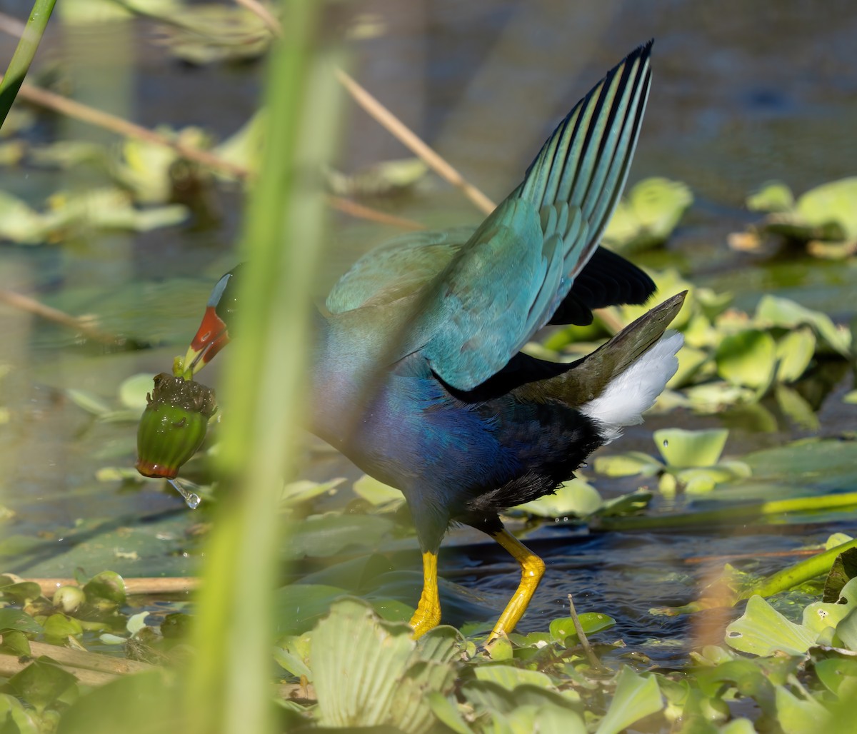 Purple Gallinule - ML646063546