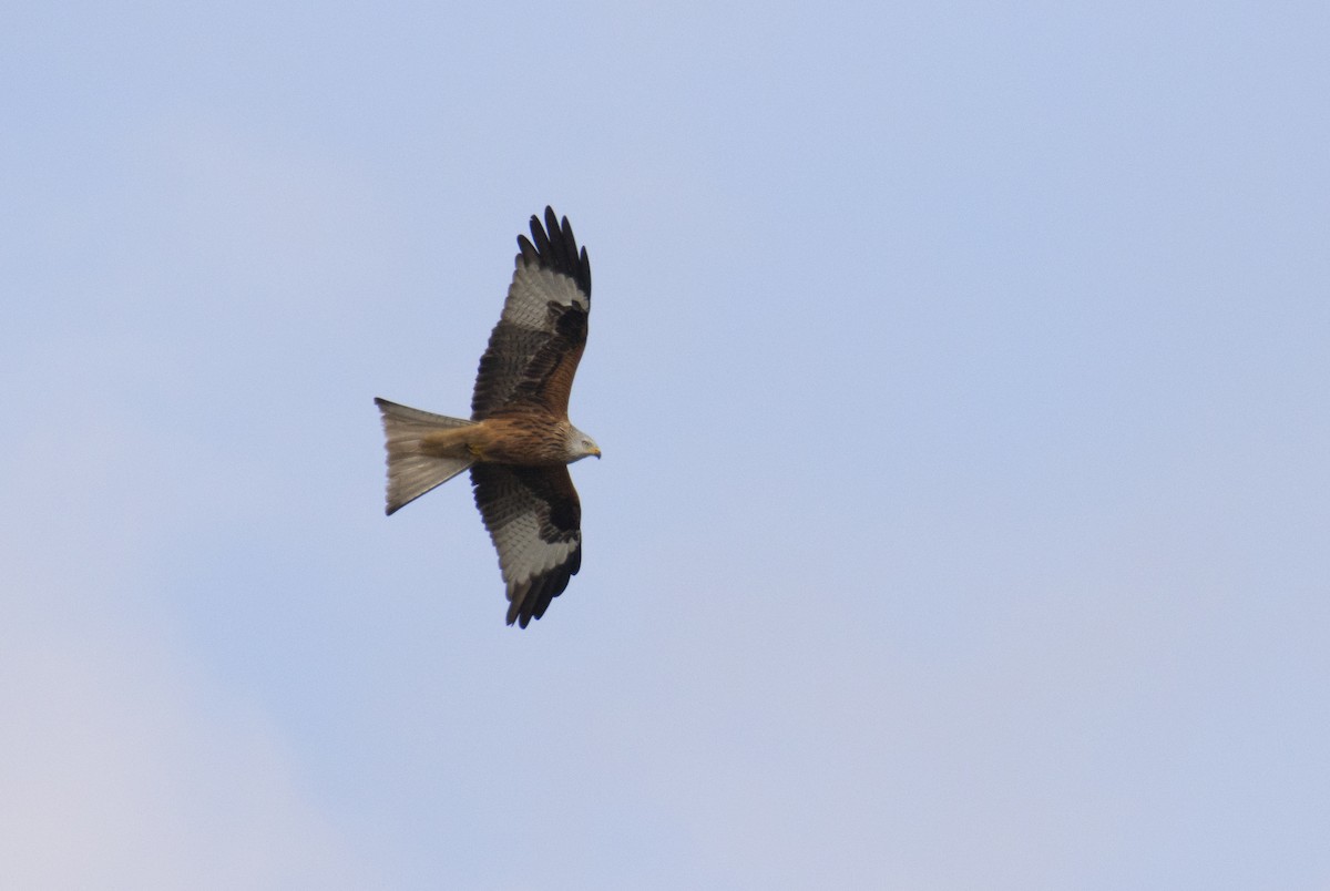 Red Kite - ML646063547