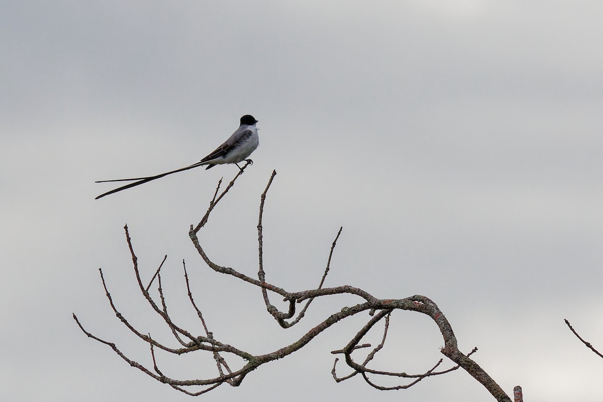 Fork-tailed Flycatcher - ML646063552