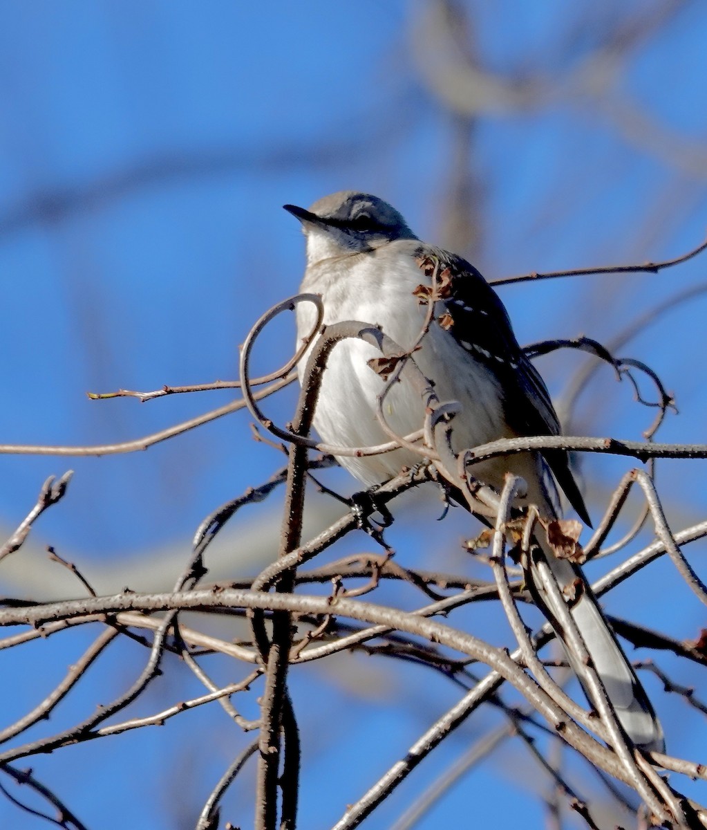 Northern Mockingbird - ML646063556