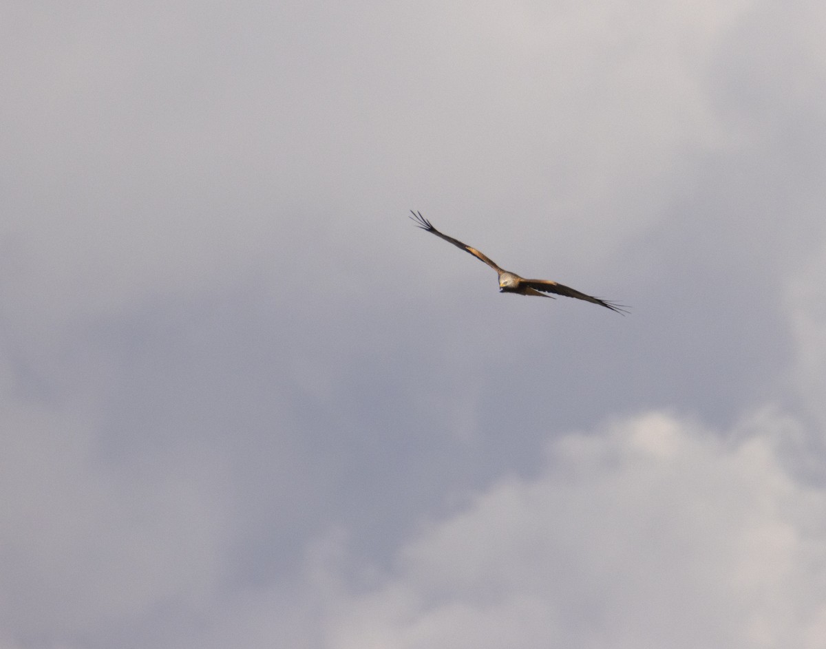 Red Kite - ML646063558