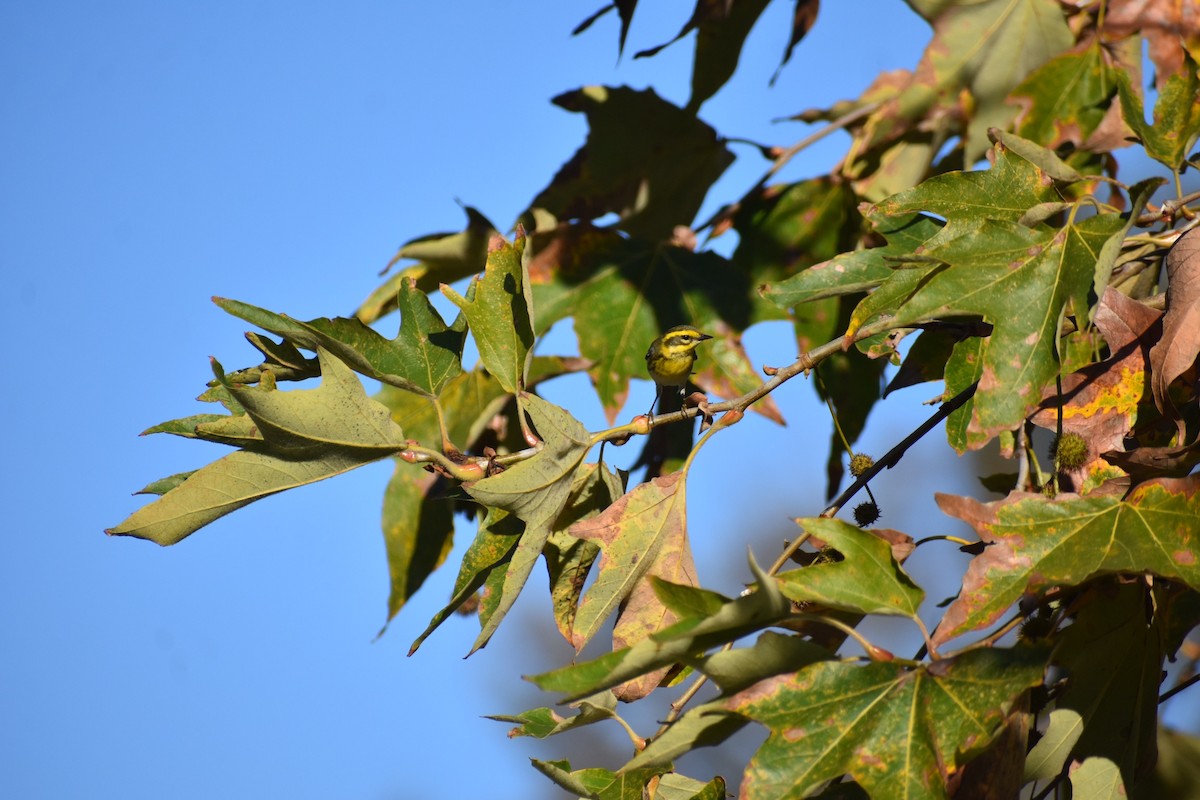 Townsend's Warbler - ML646063559