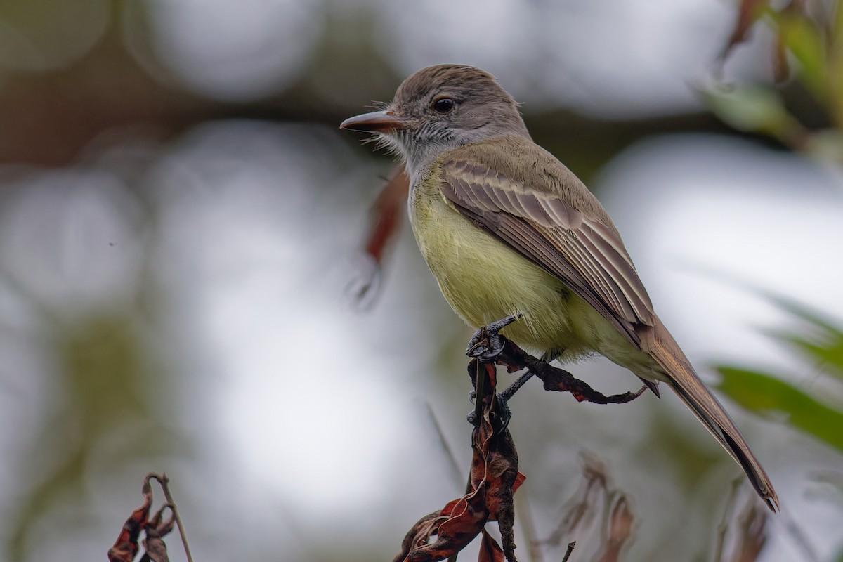 Panama Flycatcher - ML646063560