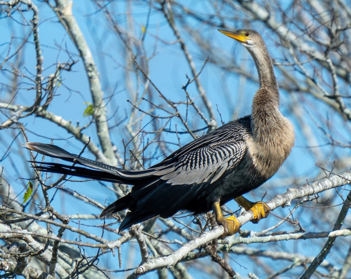 Anhinga - ML646063569
