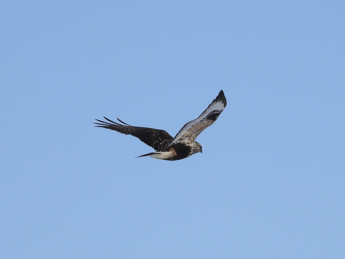 Rough-legged Hawk - ML646063570
