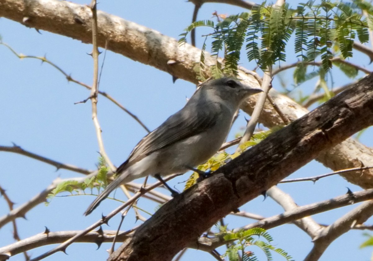 Пепельная мухоловка - ML646063575