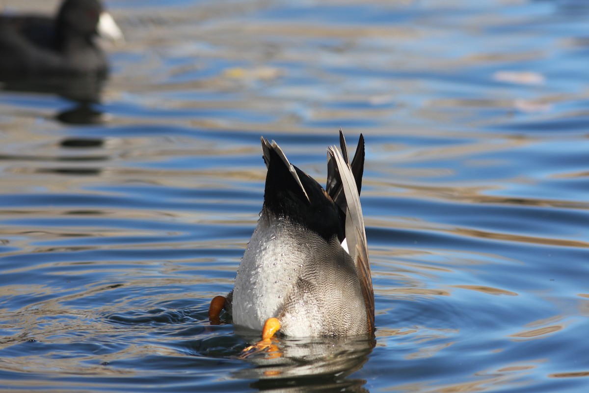 オカヨシガモ - ML646063577