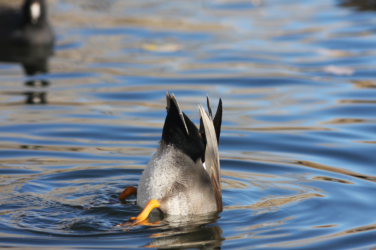 オカヨシガモ - ML646063578