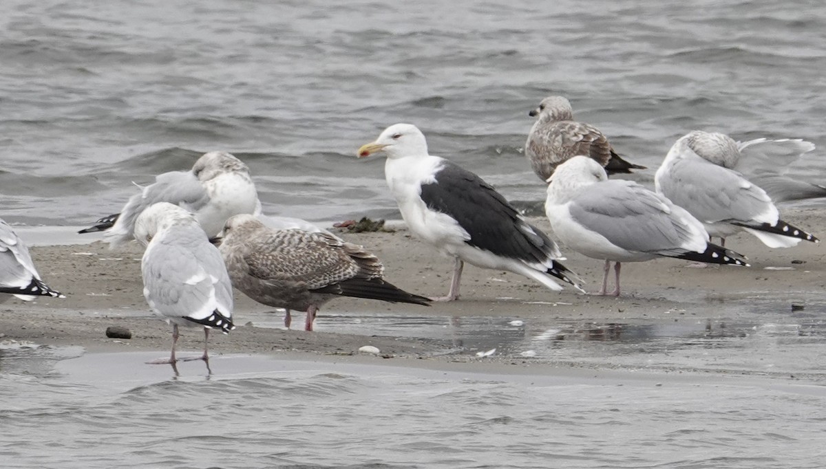 Great Black-backed Gull - ML646063579