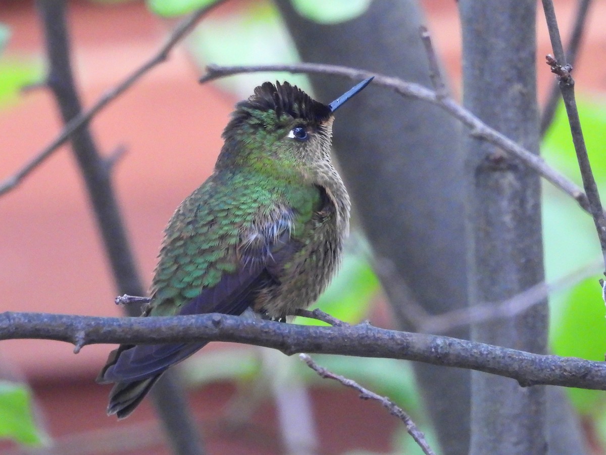 ベニイタダキハチドリ - ML646063580