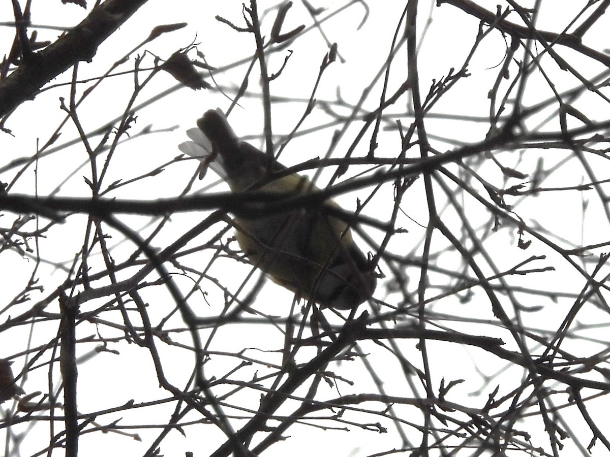 Herrerillo Común - ML646063583