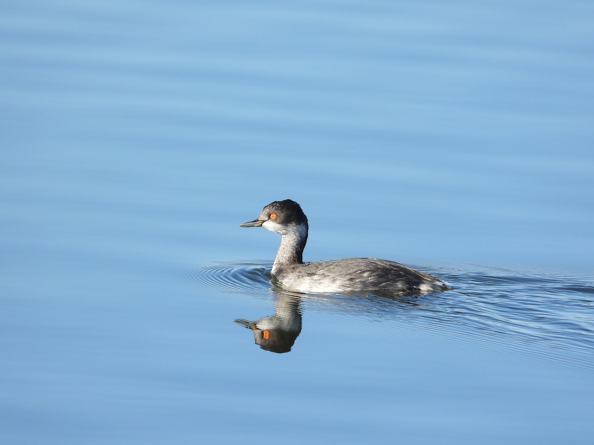 Eared Grebe - ML646063586