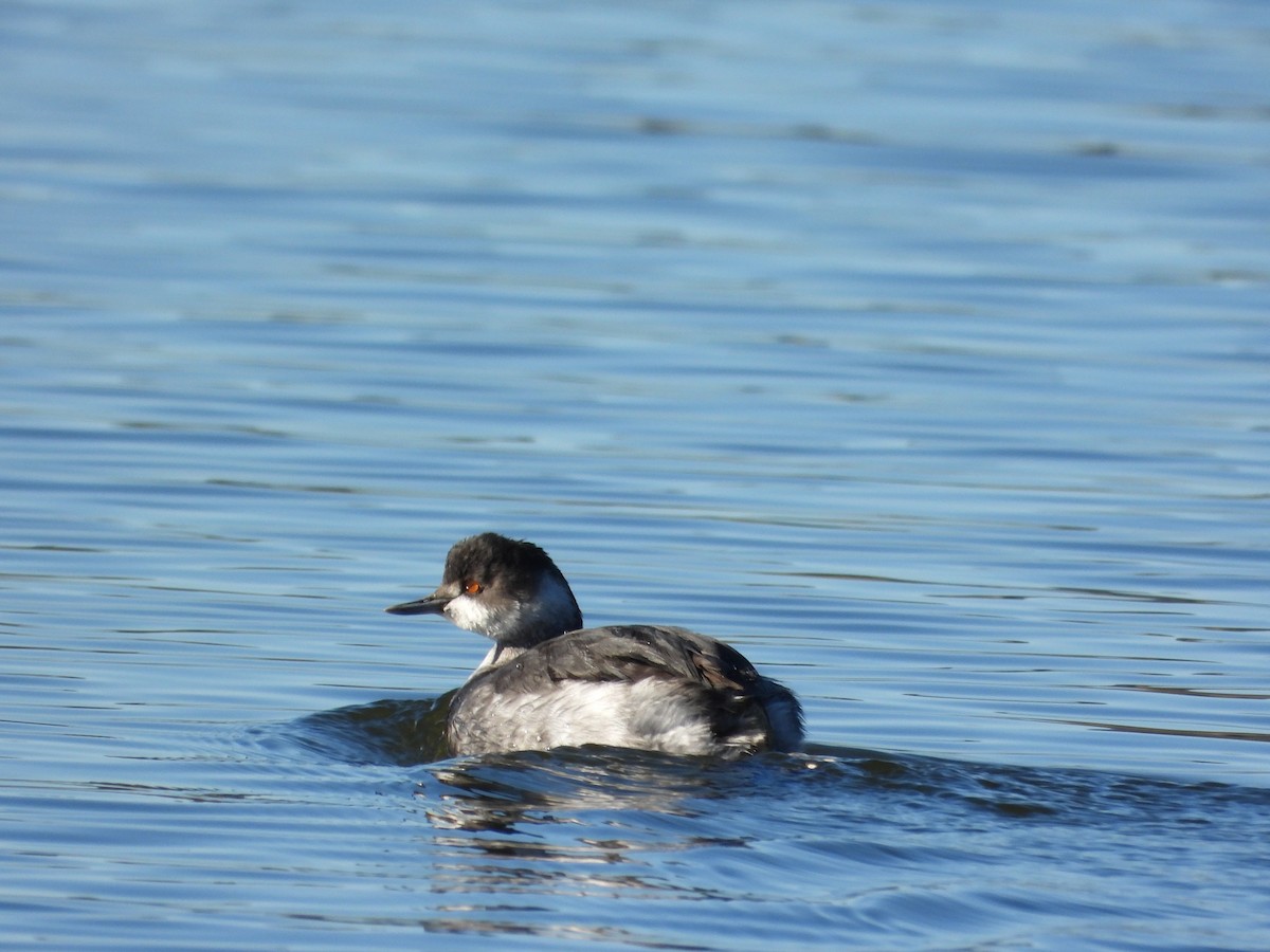 Eared Grebe - ML646063587