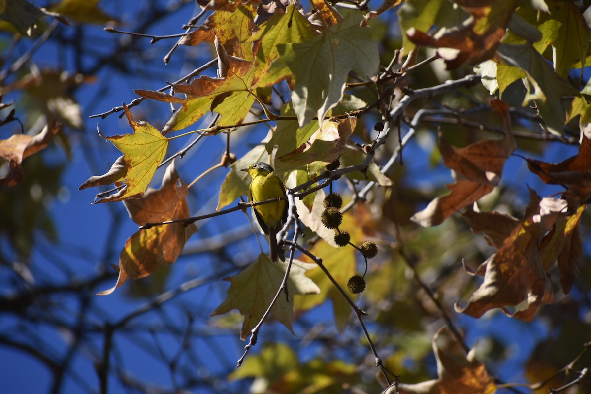 Канадская вильсония - ML646063589