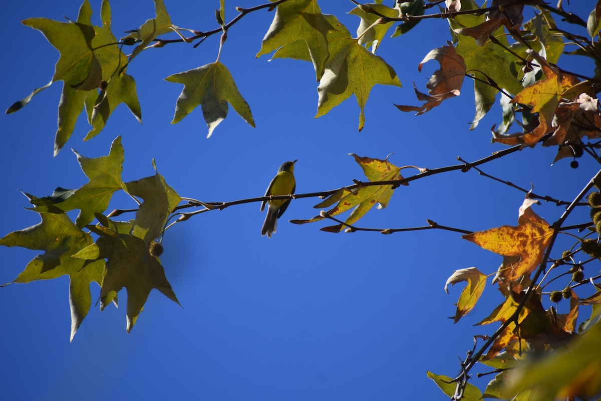 Канадская вильсония - ML646063590