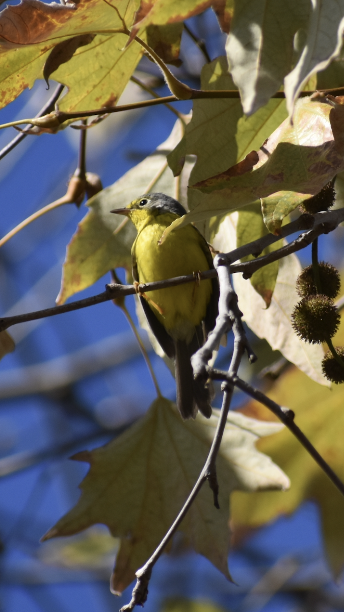 Канадская вильсония - ML646063591