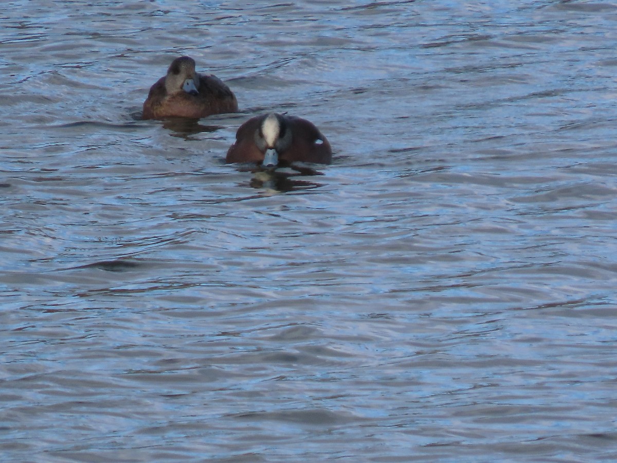 Ahate txistulari amerikarra - ML646063593