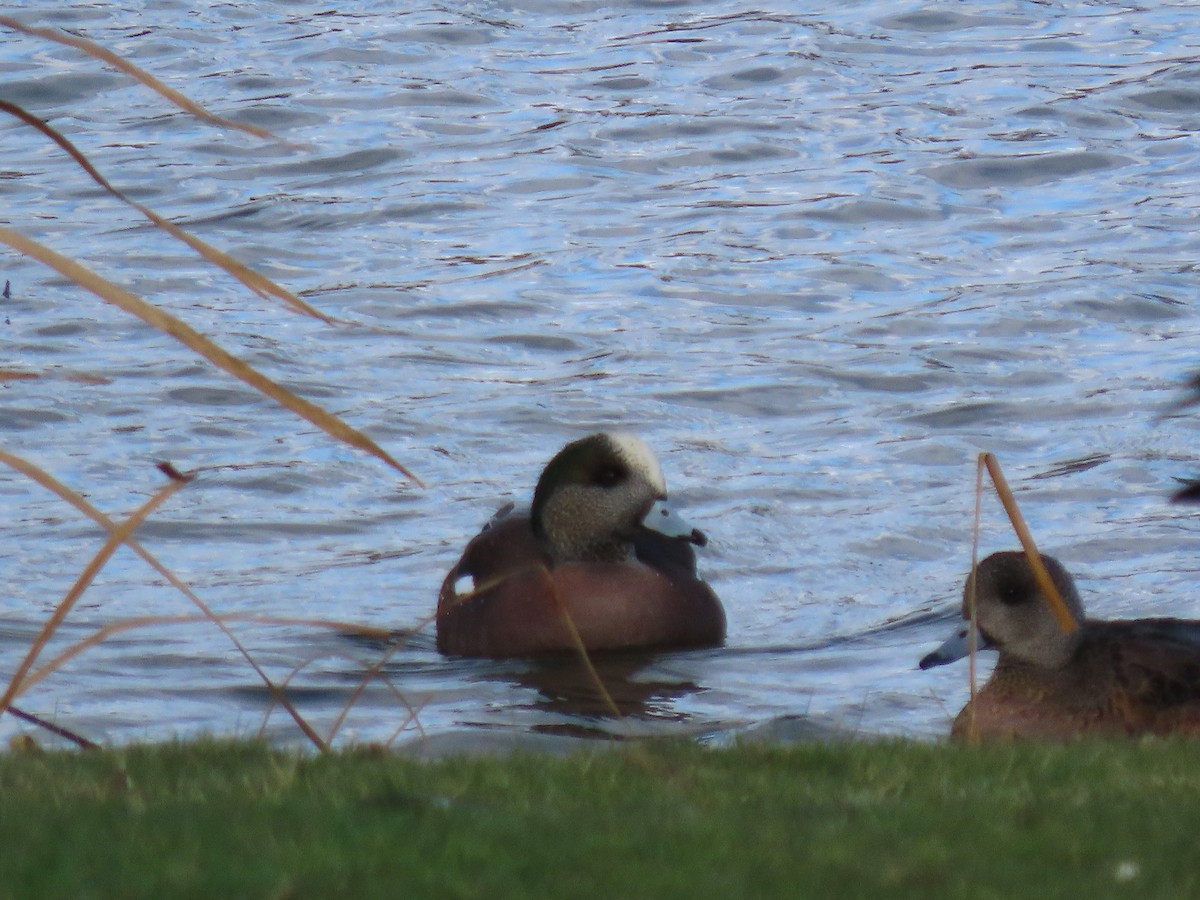 Ahate txistulari amerikarra - ML646063601