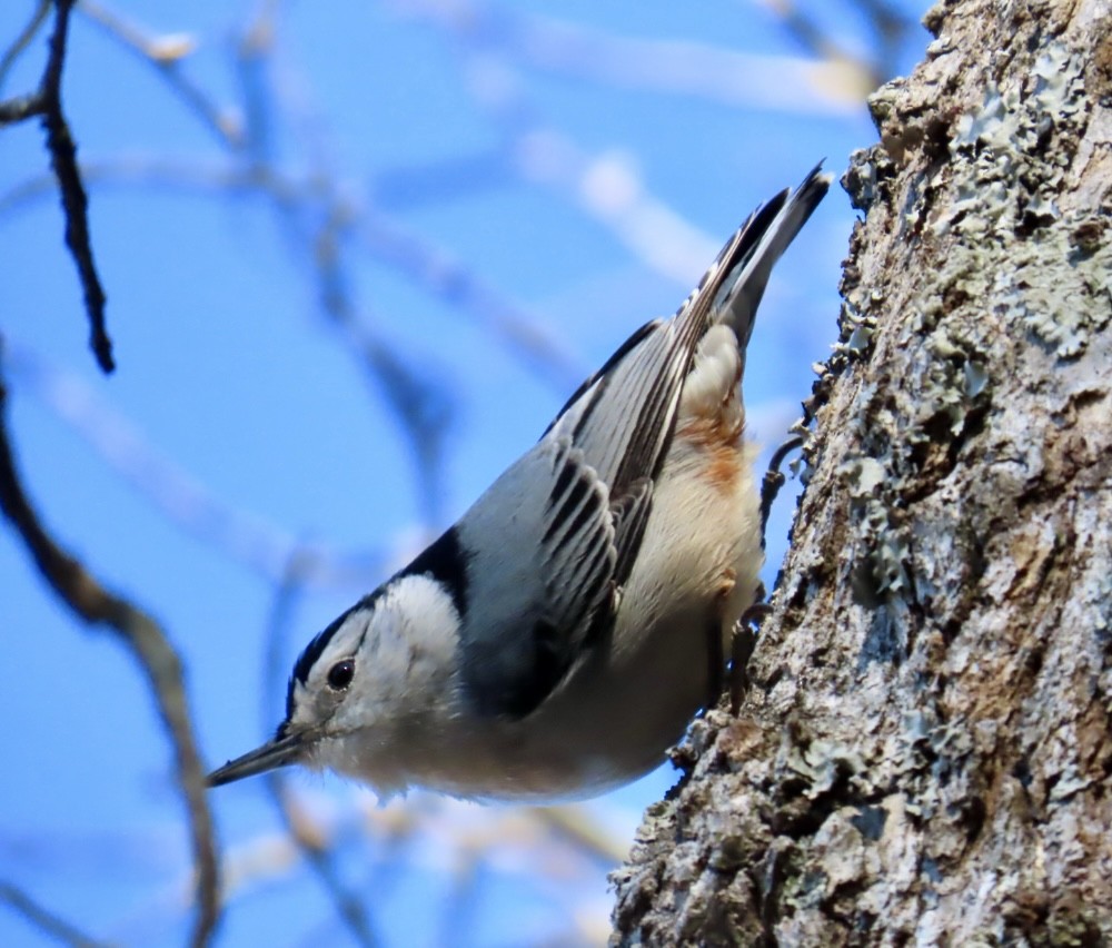 White-breasted Nuthatch - ML646063607