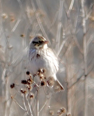Savannah Sparrow - ML646063608