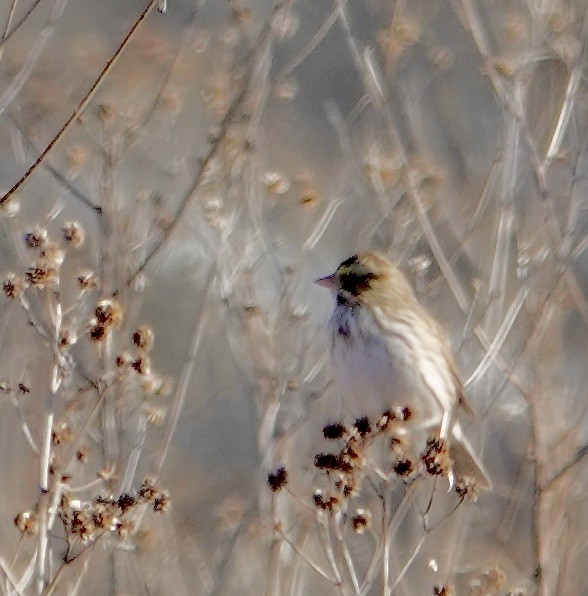 Savannah Sparrow - ML646063609