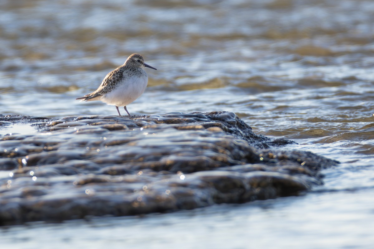 White-rumped Sandpiper - ML646063613