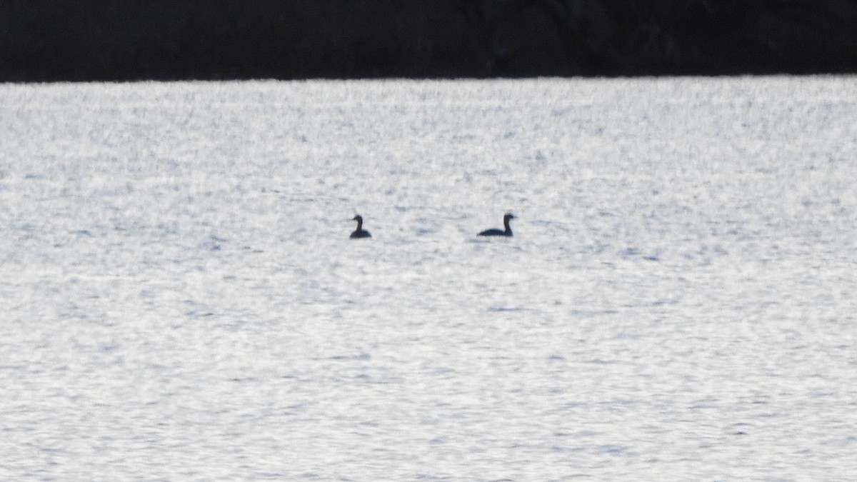 Somormujo Cuellirrojo - ML646063620