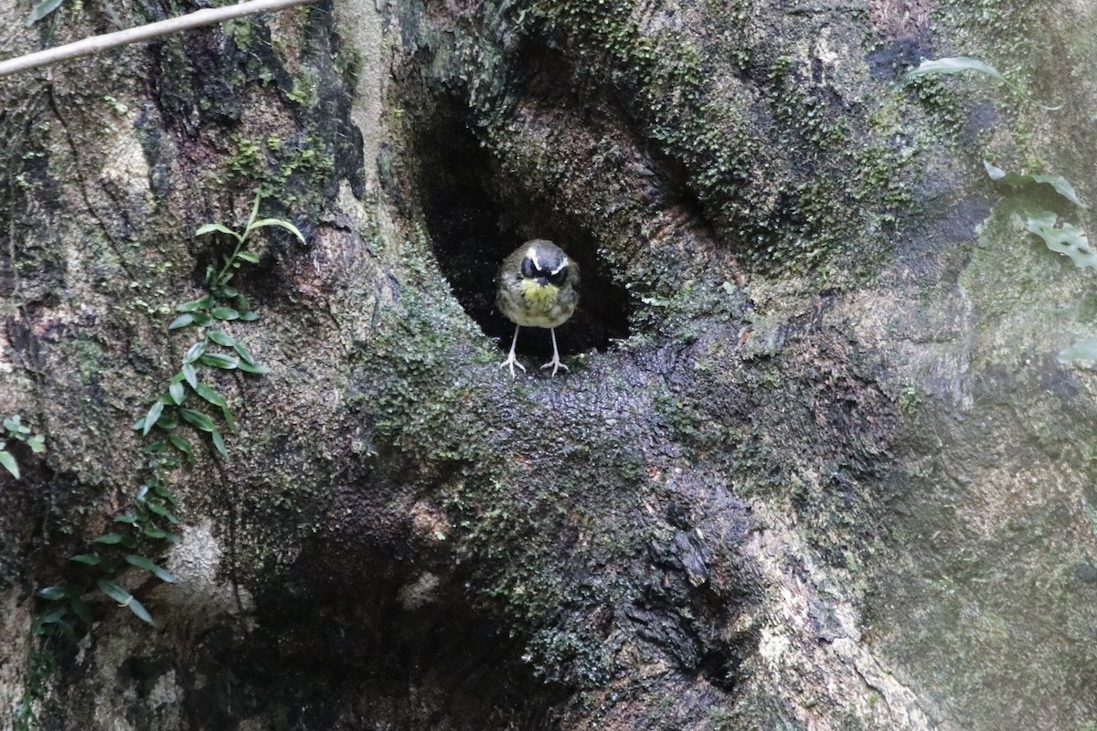 Yellow-throated Scrubwren - ML646063625