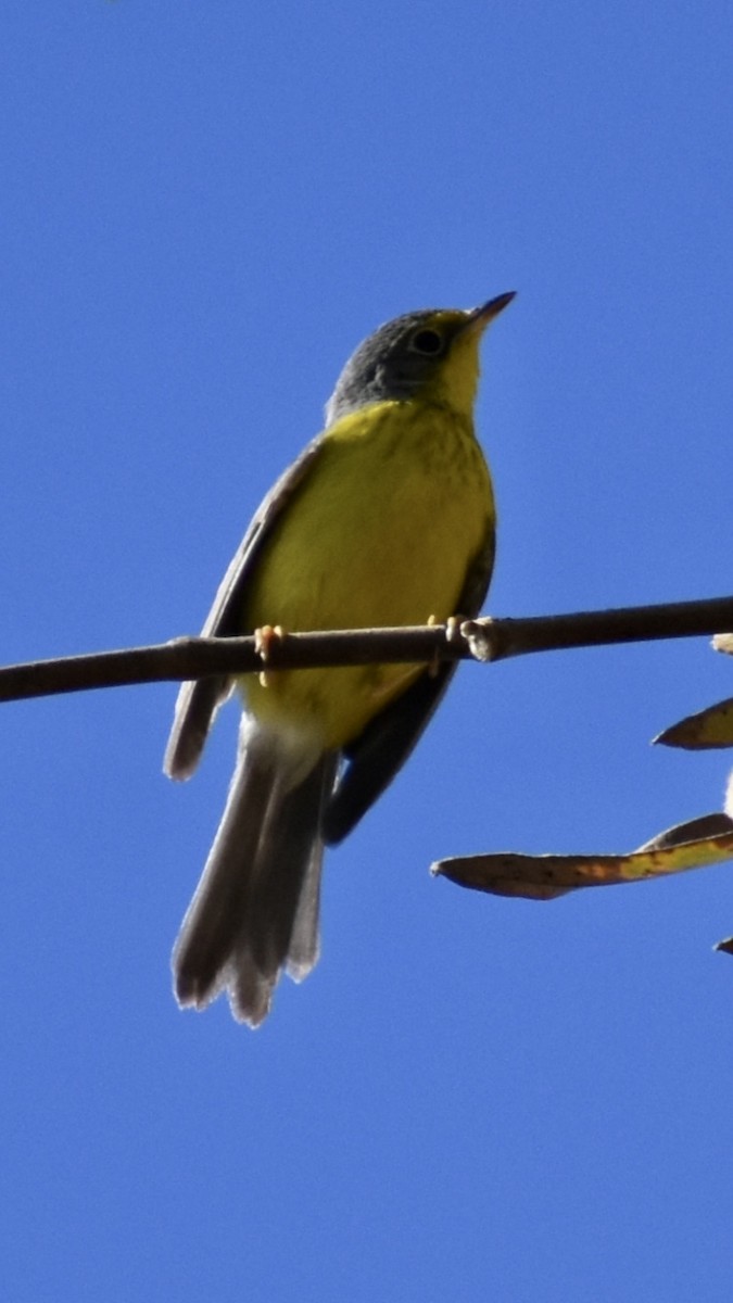 Канадская вильсония - ML646063630