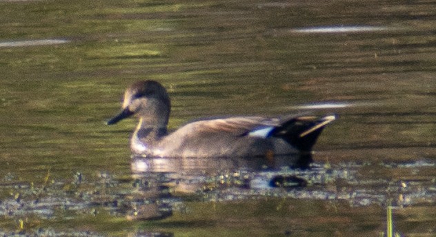 オカヨシガモ - ML646063637