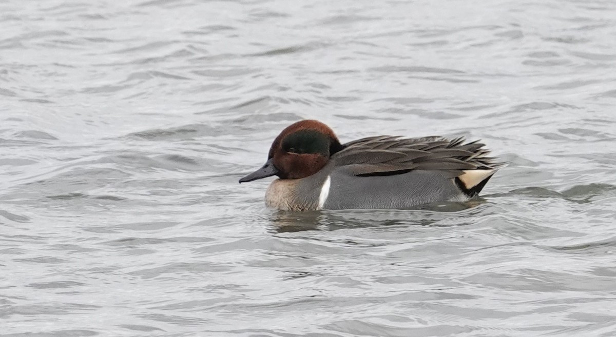 Green-winged Teal - ML646063638