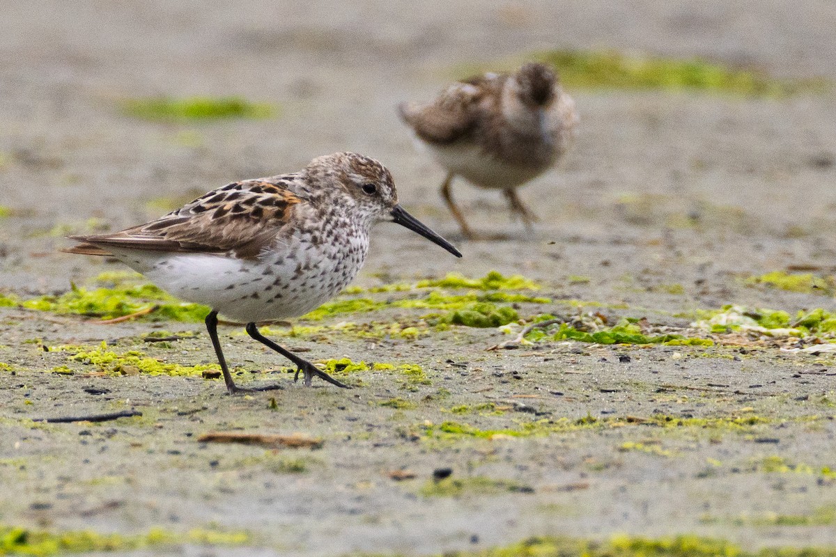 Western Sandpiper - ML646063654