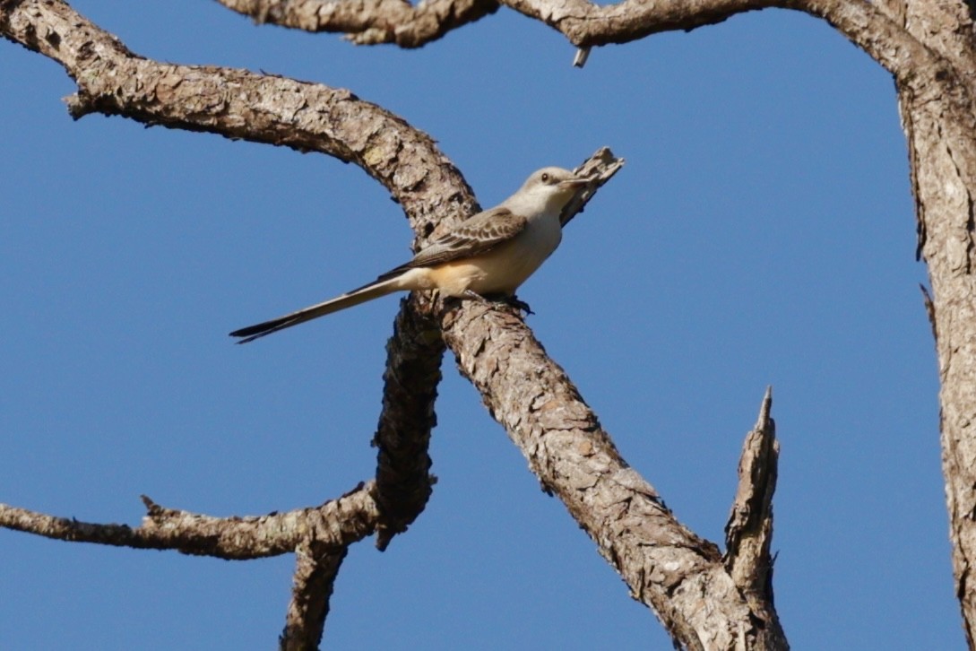 Scissor-tailed Flycatcher - ML646063660