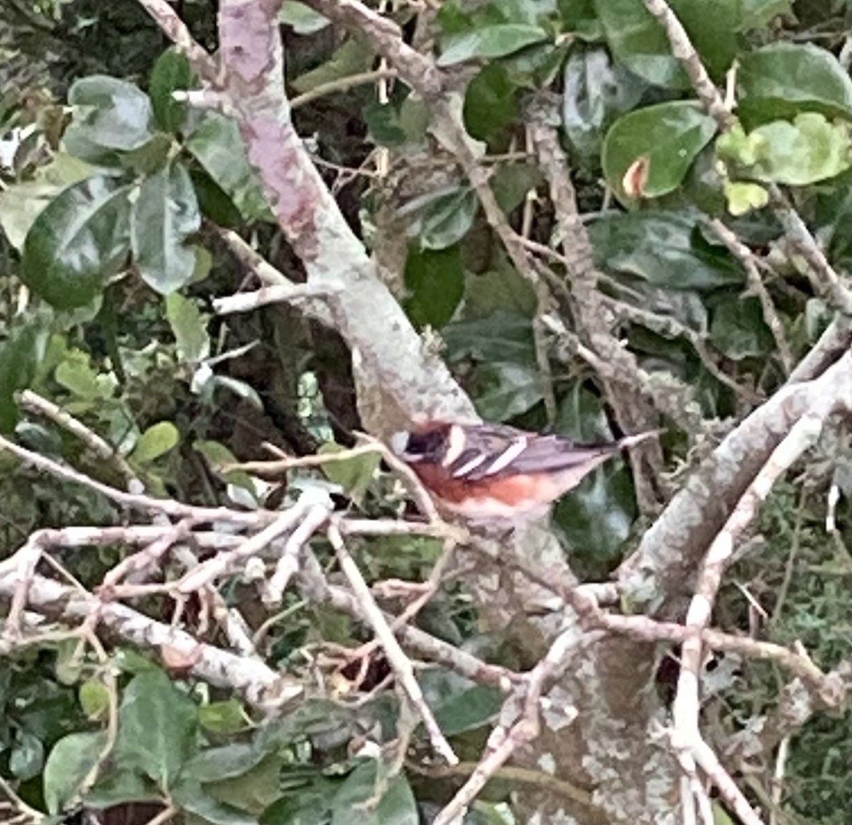 Пісняр-лісовик каштановий - ML646063664