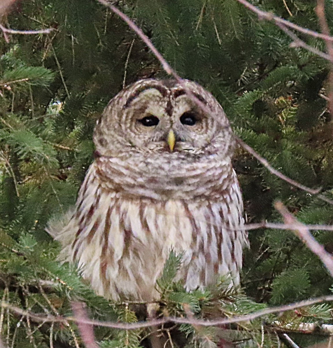 Barred Owl - ML646063687