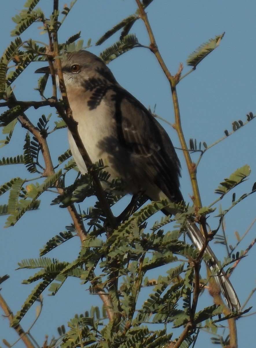 Northern Mockingbird - ML646063705